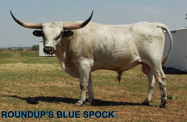bbr42306spock